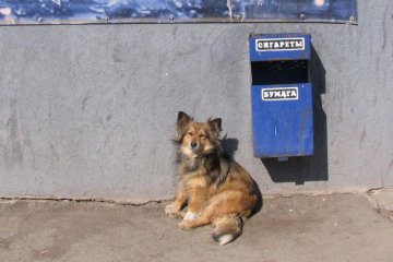 ������ ��� ��������� �� �������� �������� ��������