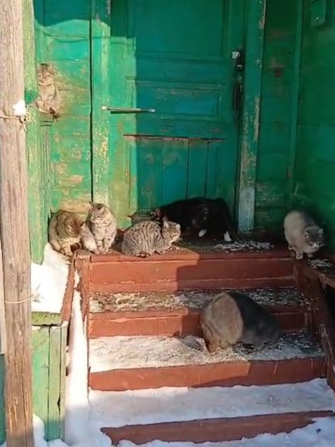 ��������, ��������� �������: ���������� ���� ��������� ������ ��� �����